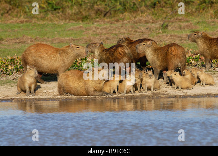 Cavie con i suoi giovani al Riverside, Venezuela Foto Stock