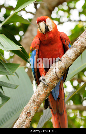 Close-up di Scarlet Macaw (Ara macao) appollaiate sul ramo, Venezuela Foto Stock