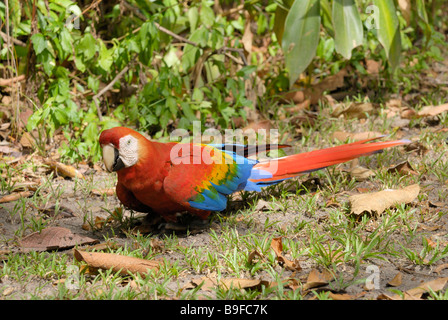 Close-up di Scarlet Macaw (Ara macao) in campo, Venezuela Foto Stock