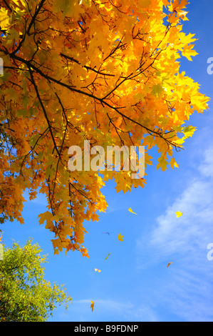 Le foglie che cadono dalla struttura ad albero Foto Stock