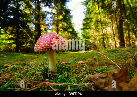 Close-up di Fly Agaric (amanita muscaria) funghicoltura in campo, Germania Foto Stock