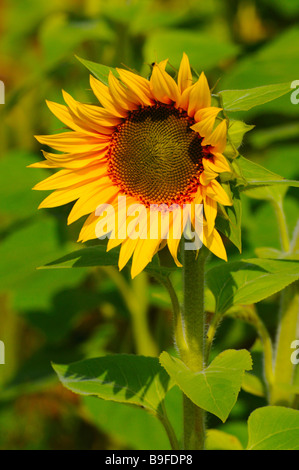 Close-up di fioritura girasole (Helianthus annus) Foto Stock