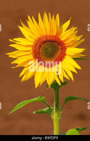 Close-up di fioritura girasole (Helianthus annus) Foto Stock