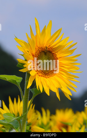 Close-up di fioritura girasole (Helianthus annus) Foto Stock