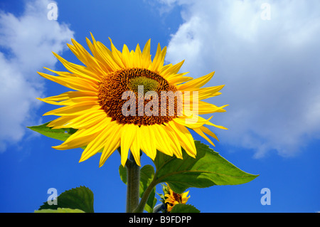 Close-up di fioritura girasole (Helianthus annus) Foto Stock