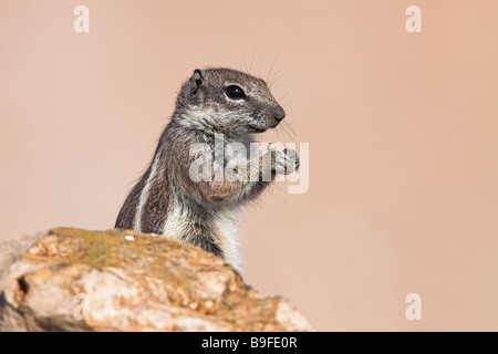 Close-up di barberia di massa (scoiattolo Atlantoxerus getulus) su pietra Foto Stock