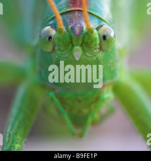 Close-up di grande macchia verde-cricket (Tettigonia viridissima) nel campo Foto Stock
