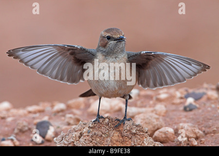 Close-up di rosso-rumped culbianco (Oenanthe moesta) diffondere le sue ali Foto Stock