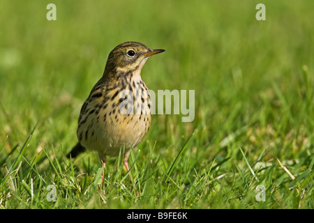 Close-up di Prato (Pipit Anthus pratensis) nel campo Foto Stock