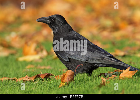 Close-up di Carrion crow (Corvus corone) nel campo Foto Stock