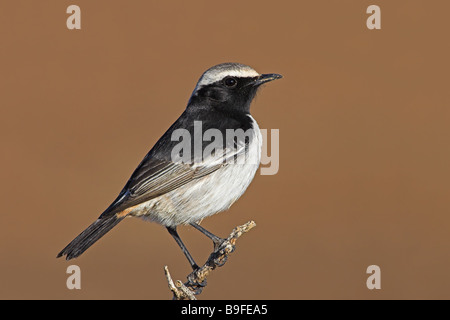 Close-up di rosso-rumped culbianco (Oenanthe moesta) appollaiate sul ramo Foto Stock