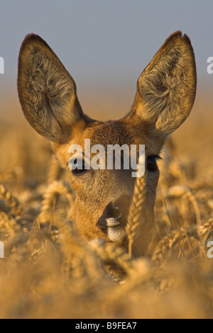 Close-up di capriolo (Capreolus capreolus) in cornfield Foto Stock