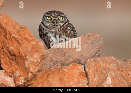 Close-up del Civetta (Athene noctua) su pietra Foto Stock