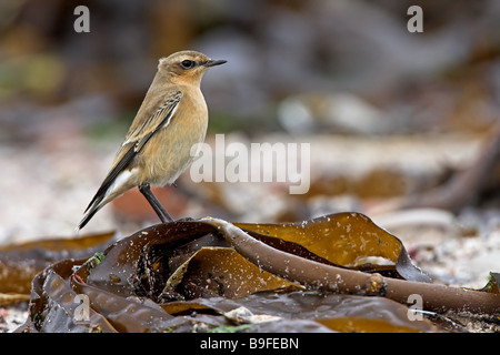 Close-up di culbianco sulla lamina nel campo Foto Stock