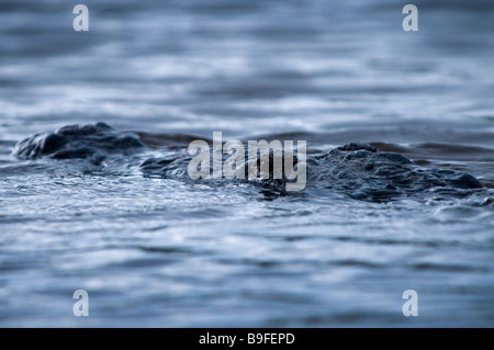 Coccodrillo americano cautamente orologi frazioni su Nine Mile Pond Everglades National Park Florida Foto Stock