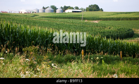 Campi di mais Iowa USA Foto Stock