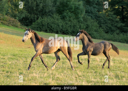 Pony Connemara puledro e di mare in serata Foto Stock