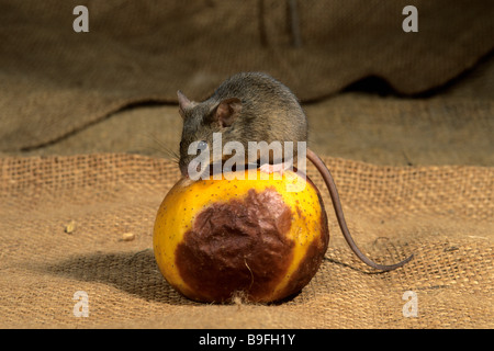 Casa Mouse (Mus musculus) seduto sul marciume apple Foto Stock