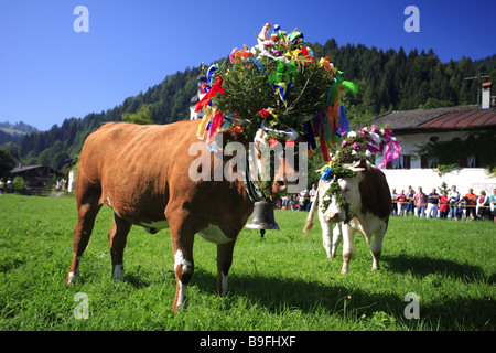 Germania Chiemgau fatto-bordo prato alpabtrieb vacche fiore-serie di gioielli Alpi Chiemgauer Baviera animali mammiferi vacche di bestiame Foto Stock