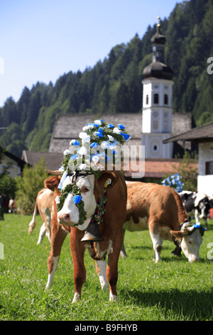 Germania Chiemgau fatto-bordo prato alpabtrieb vacche fiore-serie di gioielli Alpi Chiemgauer Baviera animali mammiferi vacche di bestiame Foto Stock