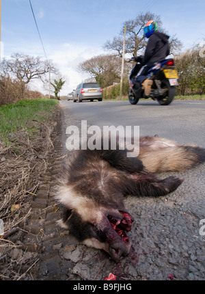 Dead badger dal lato di una strada Foto Stock