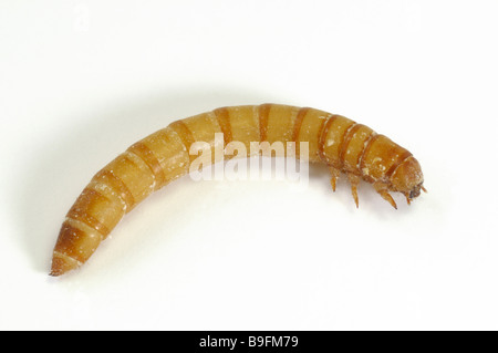 Giallo Mealworm Beetle (Tenebrio molitor). Larva (mealworm), studio immagine Foto Stock