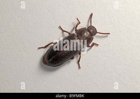 Giallo Mealworm Beetle (Tenebrio molitor). Coleottero adulto, studio immagine Foto Stock