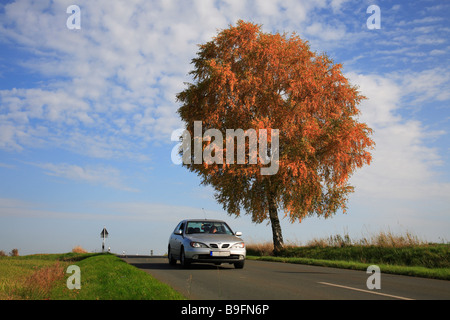 Birchtree e street in autunno Foto Stock