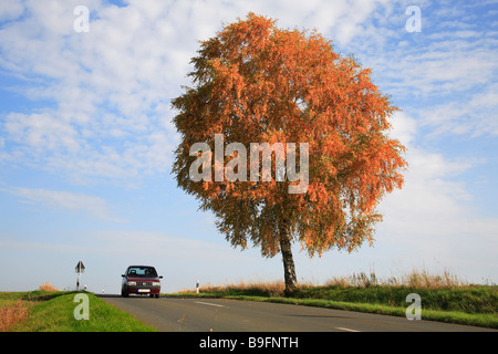 Birchtree e street in autunno Foto Stock