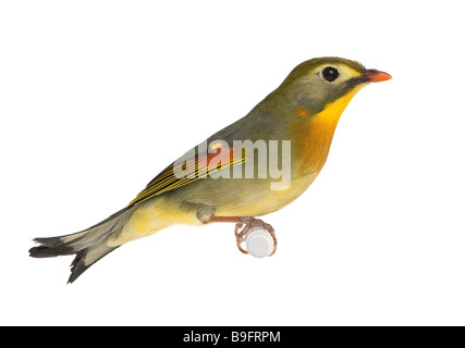 Red fatturati Leiothrix Leiothrix lutea davanti a uno sfondo bianco Foto Stock