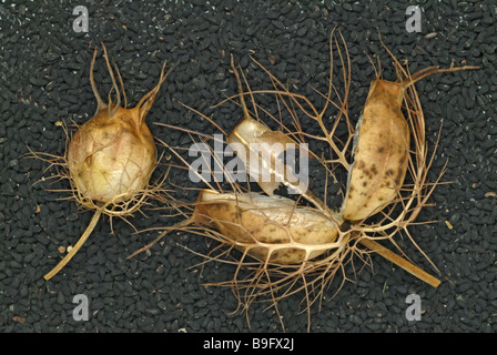 Schwarzkümmel Schwarzkuemmel echter su cumino nero commestibile cumino amore nella nebbia nigella sativa Erbe erbe medicinali piante vegetali Foto Stock