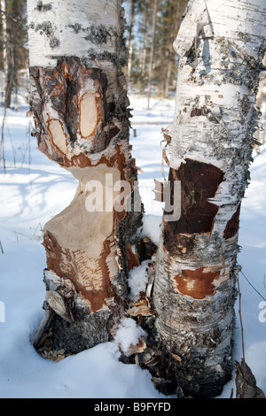 I segni dei denti di Beaver sul tronco di betulla , Finlandia Foto Stock