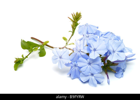 Pianta medicinale Bleiwurz cape plumbago plumbago gelsomino plumbago capensis Foto Stock