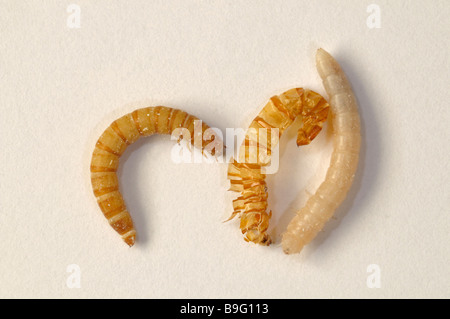 Giallo Mealworm Beetle (Tenebrio molitor). Appena moulted larva (mealworm) accanto alla vecchia pelle, studio immagine Foto Stock