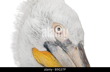 Pellicano dalmata Pelecanus crispus diciotto mesi di fronte a uno sfondo bianco Foto Stock