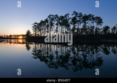 Slash pine forest si riflette nel lago al tramonto in pino lunga area chiave Everglades National Park Florida Foto Stock