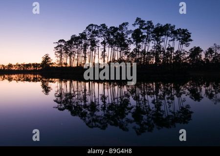 Slash pine forest si riflette nel lago al tramonto in pino lunga area chiave Everglades National Park Florida Foto Stock