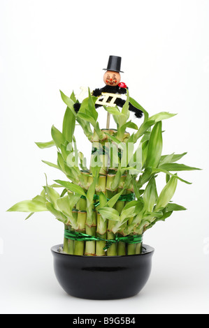 Potted -impianto lucky-bamboo mojo spazzacamini di piante di bambù bambù-piramide bamboo-fiore-disposizione figura lucky-figura Foto Stock