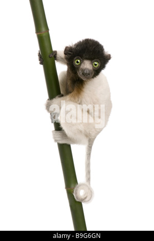 Giovani incoronato Sifaka Propithecus coronatus 3 mesi di fronte a uno sfondo bianco specie endemiche del Madagascar Foto Stock