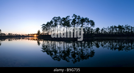 Slash pine forest si riflette nel lago al tramonto in pino lunga area chiave Everglades National Park Florida Foto Stock