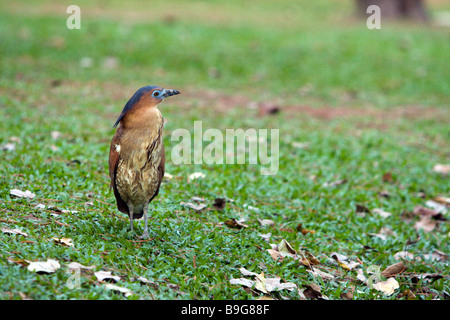 : La malese nitticora (Gorsachius melanolophus), a.k.a. tiger tarabuso foraggi su erba, terra Distretto Sud, città di Taichung, Taiwan Foto Stock