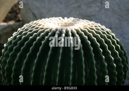 Golden Barrel Cactus Echinocactus grusonii, forma di smidollati, Cactaceae, a nord est del Messico Foto Stock