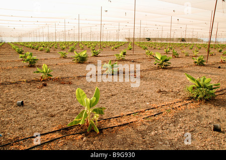 Nuovo impianto di giovani piante di banana in una piantagione di banane di gocciolamento sistema di irrigazione può essere visto Foto Stock