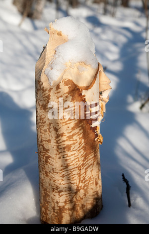 Beaver dente di contrassegni sulla betulla tronco di albero Foto Stock