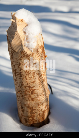 Beaver dente di contrassegni sulla betulla tronco di albero Foto Stock