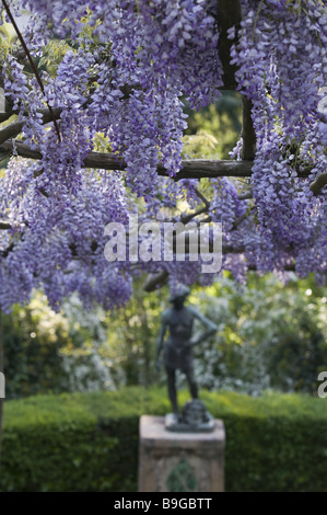 Italia Campania Costiera Amalfitana Ravello villa Cimbrone wisteria Wisteria sinensis Blütenrispen giardino-figura South-Italy boccole Foto Stock