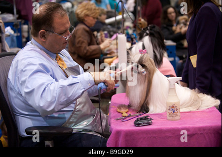 Shih Tzu essendo curato al 2009 Detroit Kennel Club Dog Show. Foto Stock