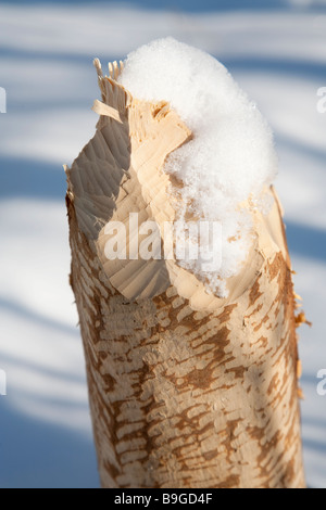 Beaver dente di contrassegni sulla betulla tronco di albero Foto Stock