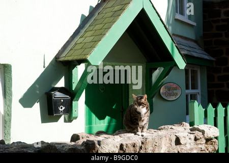 Gatto seduto su una parete in Kingsand, Cornwall Foto Stock