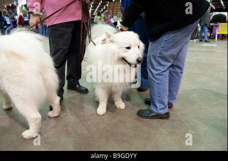 Due Samoiedo cani al 2009 Detroit Kennel Club Dog Show Foto Stock
